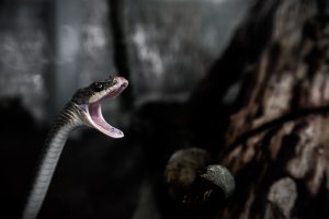 animal-snake-23817